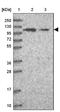 UT14C antibody, NBP2-33483, Novus Biologicals, Western Blot image 
