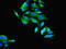 Hydroxysteroid 11-Beta Dehydrogenase 1 antibody, LS-C369799, Lifespan Biosciences, Immunofluorescence image 