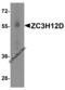 Zinc Finger CCCH-Type Containing 12D antibody, 5679, ProSci, Western Blot image 
