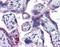 EvC Ciliary Complex Subunit 2 antibody, orb94243, Biorbyt, Immunohistochemistry paraffin image 