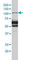 RasGAP antibody, LS-C133082, Lifespan Biosciences, Western Blot image 