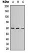 ETS2 Repressor Factor antibody, orb256525, Biorbyt, Western Blot image 
