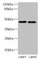 Potassium channel subfamily K member 13 antibody, CSB-PA862058LA01HU, Cusabio, Western Blot image 
