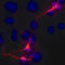 Tubulin Beta 3 Class III antibody, NL1195R, R&D Systems, Immunocytochemistry image 