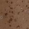 Ciliary Neurotrophic Factor antibody, HPA019654, Atlas Antibodies, Immunohistochemistry frozen image 