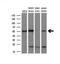 Akt antibody, NBP2-01724, Novus Biologicals, Western Blot image 