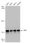 Cohesin subunit SA-2 antibody, GTX130298, GeneTex, Western Blot image 