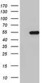NK2 Homeobox 1 antibody, TA803282S, Origene, Western Blot image 