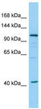 Dehydrogenase E1 And Transketolase Domain Containing 1 antibody, TA343242, Origene, Western Blot image 