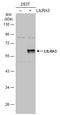Leukocyte immunoglobulin-like receptor subfamily A member 3 antibody, GTX108819, GeneTex, Western Blot image 