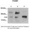 Forkhead Box M1 antibody, AVARP03043_P050, Aviva Systems Biology, Western Blot image 