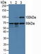 Menin 1 antibody, LS-C374377, Lifespan Biosciences, Western Blot image 