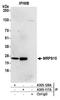 Mitochondrial Ribosomal Protein S15 antibody, A305-117A, Bethyl Labs, Immunoprecipitation image 