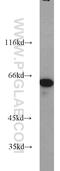 63 kDa membrane protein antibody, 16686-1-AP, Proteintech Group, Western Blot image 