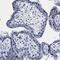 Myosin-3 antibody, PA5-54514, Invitrogen Antibodies, Immunohistochemistry frozen image 