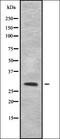 Cytochrome c oxidase subunit 3 antibody, orb337717, Biorbyt, Western Blot image 