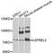 Prolyl 3-Hydroxylase 3 antibody, STJ110365, St John