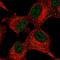 Cyclin Dependent Kinase 5 Regulatory Subunit 1 antibody, HPA000252, Atlas Antibodies, Immunofluorescence image 