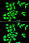 Methionine-R-sulfoxide reductase B1 antibody, abx005168, Abbexa, Western Blot image 