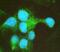 Cartilage Oligomeric Matrix Protein antibody, A02443-1, Boster Biological Technology, Immunofluorescence image 
