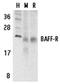 CD268 antibody, ADI-905-305-100, Enzo Life Sciences, Western Blot image 