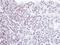 Homeobox-containing protein 1 antibody, NBP1-31316, Novus Biologicals, Immunohistochemistry frozen image 