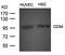 MDM2 Proto-Oncogene antibody, orb43393, Biorbyt, Western Blot image 