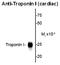 Troponin I, cardiac muscle antibody, AP26440SU-N, Origene, Western Blot image 