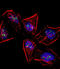 Mesenchyme Homeobox 1 antibody, abx033283, Abbexa, Immunocytochemistry image 