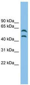C-Src kinase antibody, TA340049, Origene, Western Blot image 