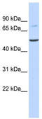Bile acid-CoA:amino acid N-acyltransferase antibody, TA338266, Origene, Western Blot image 