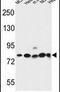 Gephyrin antibody, PA5-26786, Invitrogen Antibodies, Western Blot image 