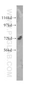 Leucine-rich repeat-containing protein 4C antibody, 13845-1-AP, Proteintech Group, Western Blot image 