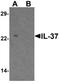Interleukin-1 family member 7 antibody, TA326662, Origene, Western Blot image 