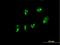 Dan antibody, H00005073-B01P, Novus Biologicals, Immunocytochemistry image 