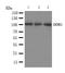 Discoidin Domain Receptor Tyrosine Kinase 1 antibody, LS-C313018, Lifespan Biosciences, Western Blot image 