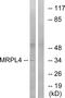 Mitochondrial Ribosomal Protein L4 antibody, PA5-39245, Invitrogen Antibodies, Western Blot image 
