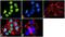 SWI/SNF Related, Matrix Associated, Actin Dependent Regulator Of Chromatin, Subfamily D, Member 3 antibody, 720131, Invitrogen Antibodies, Immunofluorescence image 