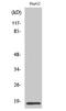 DNA-binding protein inhibitor ID-4 antibody, A03975-1, Boster Biological Technology, Western Blot image 
