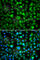 TEK Receptor Tyrosine Kinase antibody, A7222, ABclonal Technology, Immunofluorescence image 