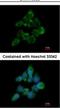 Fas Associated Factor Family Member 2 antibody, NBP2-16381, Novus Biologicals, Immunofluorescence image 