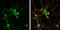 PTPRF Interacting Protein Alpha 2 antibody, GTX119392, GeneTex, Immunofluorescence image 