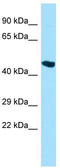 Dishevelled Binding Antagonist Of Beta Catenin 3 antibody, TA331391, Origene, Western Blot image 
