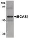 Breast Carcinoma Amplified Sequence 1 antibody, PA5-20904, Invitrogen Antibodies, Western Blot image 