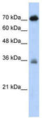 NF-kappa-B-repressing factor antibody, TA339496, Origene, Western Blot image 