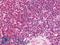 RING finger protein 114 antibody, LS-B10832, Lifespan Biosciences, Immunohistochemistry frozen image 