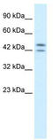 Period Circadian Regulator 3 antibody, TA335550, Origene, Western Blot image 