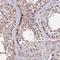 DEAD-Box Helicase 55 antibody, NBP2-47490, Novus Biologicals, Immunohistochemistry frozen image 