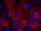 3-Phosphoinositide Dependent Protein Kinase 1 antibody, A01159, Boster Biological Technology, Immunofluorescence image 