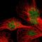 Neuronal PAS Domain Protein 3 antibody, HPA002892, Atlas Antibodies, Immunofluorescence image 